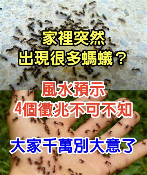 小隻螞蟻|家裡突然冒出很多小螞蟻怎麼辦？滅蟲專家教3招徹底消滅，1個便。